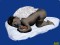 images/angebebe.gif