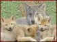images/loup.jpg